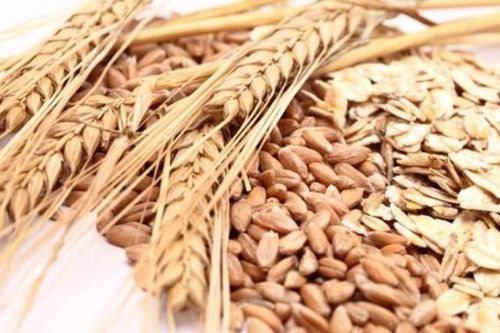 Nga: Giá lúa mỳ tại biển Đen tăng trước chính sách thuế xuất khẩu mới