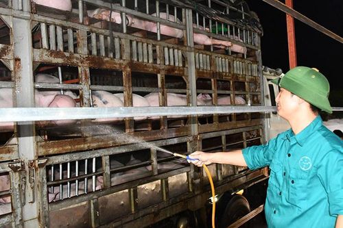 Chặn ngay con đường vận chuyển lợn sang Trung Quốc