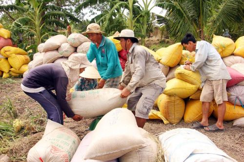 Giá lúa gạo hôm nay ngày 12/1: Giá lúa gạo bật tăng mạnh