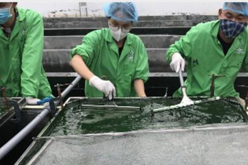 Nơi bảo tồn những giống tảo độc nhất vô nhị ở Việt Nam