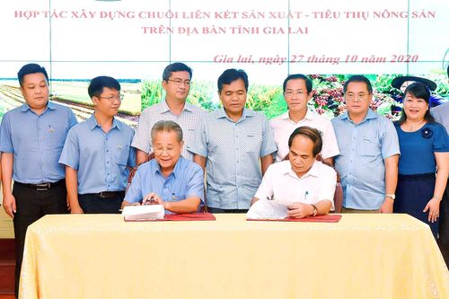 Xây dựng chuỗi liên kết trong sản xuất nông nghiệp: 'Chìa khóa' phát triển bền vững