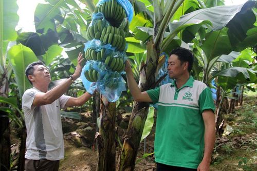 Thực hiện tốt các dự án hỗ trợ phát triển sản xuất để giảm nghèo bền vững