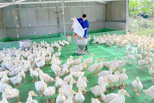Hiệu quả cao của trang trại kinh tế tổng hợp