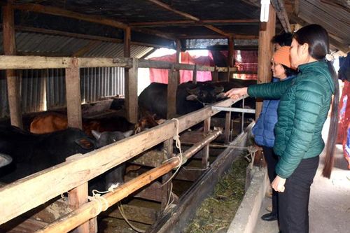 Thổ Bình nỗ lực về đích nông thôn mới