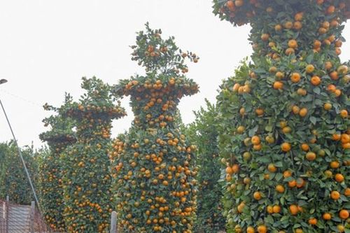 Độc đáo quýt lục bình giá hàng chục triệu đồng chơi Tết Tân Sửu