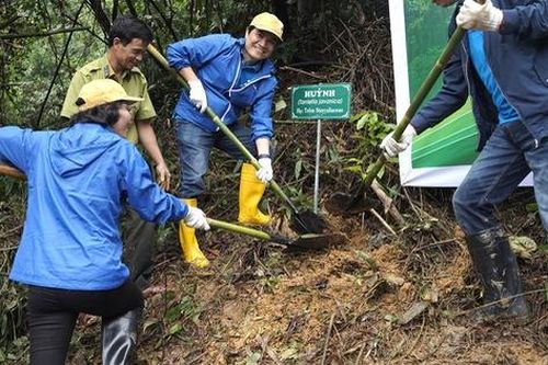 Nhiều cánh rừng được hồi sinh trong cuộc 'cách mạng' trồng rừng kiểu mới