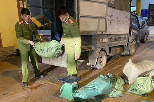 Kiểm soát chặt vận chuyển lợn qua biên giới
