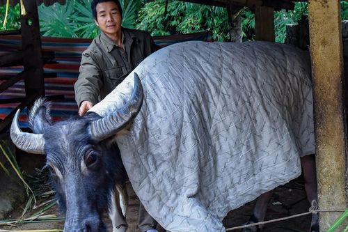 1.600 gia súc chết do băng giá, rét hại