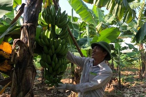 Trung Châu vào vụ chuối Tết