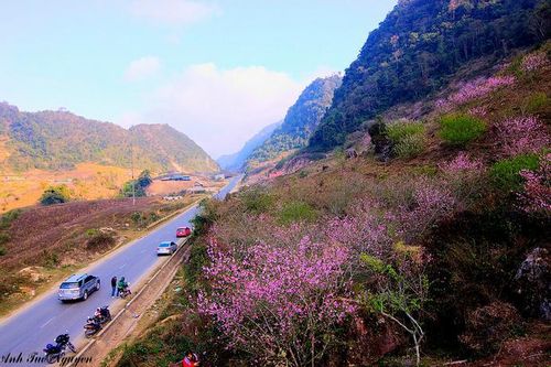 Dán 'giấy thông hành' cho đào trồng