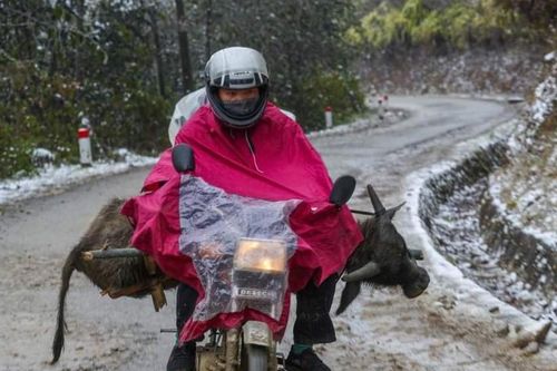 Sau băng giá là động đất, hàng trăm trâu bò, gia súc chết