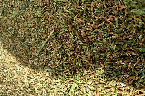 Bí mật về gạo tám thơm bao tử đắt gấp 10 lần gạo thường