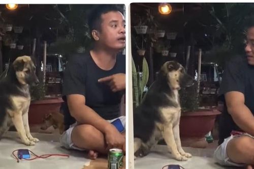 Biểu cảm 'khó đỡ' của cún cưng khi bị chủ nói xấu