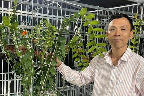 Nguyễn Văn Hiệp: đam mê cùng loài hoa 'bất tử'