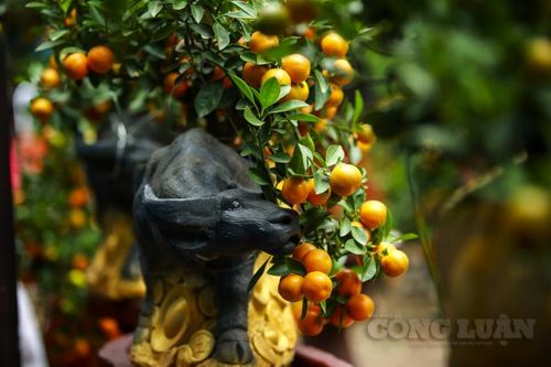 Năm Đinh Sửu 'trâu cõng quất bonsai' lại rộn ràng dọc trục đường Lạc Long Quân