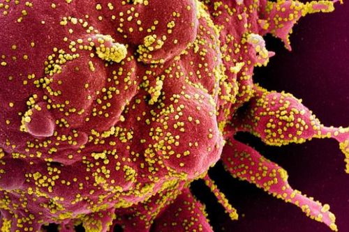 Các quốc gia khẩn cấp phòng thủ khi đột biến của virus SARS-CoV-2 gia tăng