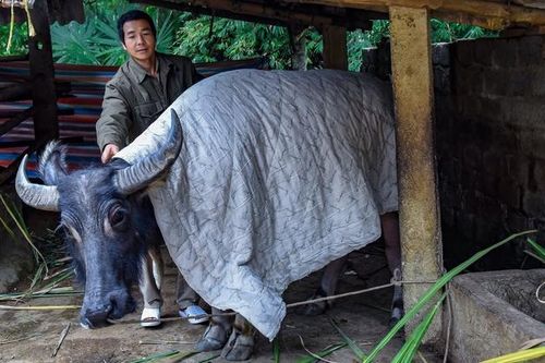 'Giấc mơ tuyết trắng' và nỗi khổ của người dân vùng cao