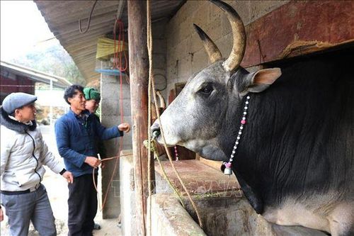 Gần 500 con gia súc chết do thời tiết rét đậm kéo dài