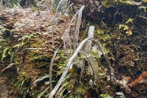 Nông nghiệp Lào Ca thiệt hại trên 3,2 tỷ đồng trong 5 ngày rét hại