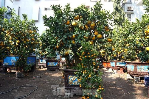 60 triệu đồng chậu bưởi chơi Tết: Khách ký tên đặt tiền trước cả tháng