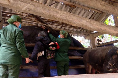 Bộ đội Biên phòng Lào Cai tuần tra, giúp dân chống rét cho đàn gia súc