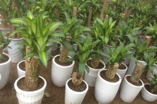 Những loại cây nhà nào cũng cần trồng để hút mọi khí độc