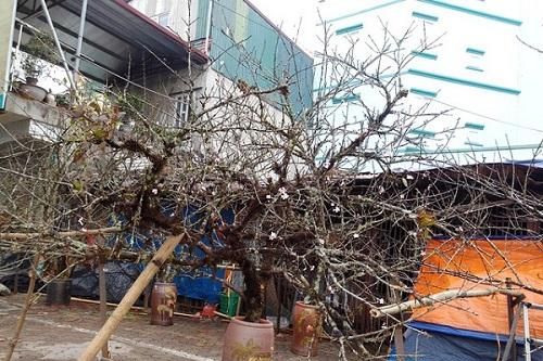 Đào rừng của người dân tự trồng, vẫn được bán chơi Tết