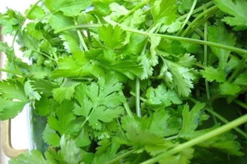 Tác dụng chữa bệnh tuyệt vời của rau mùi có thể bạn chưa biết