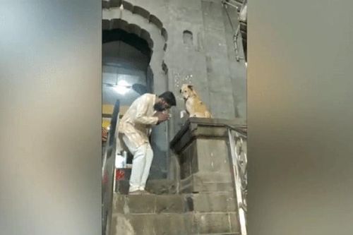 Chú chó bắt tay các tín đồ trước cửa đền gây 'bão' mạng xã hội