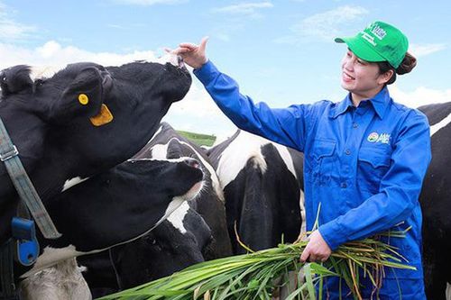 Vinamilk và GTNfoods đăng ký mua hơn 39 triệu cổ phiếu Mộc Châu Milk