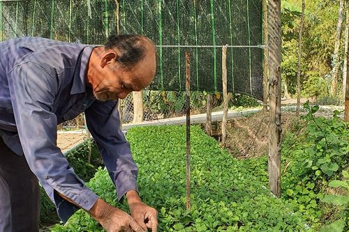 Nông dân xã Vĩnh Hanh trồng hoa bán Tết