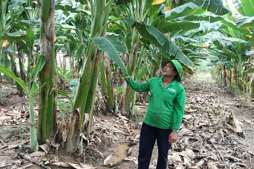 Nâng cao thu nhập từ trồng chuối sáp