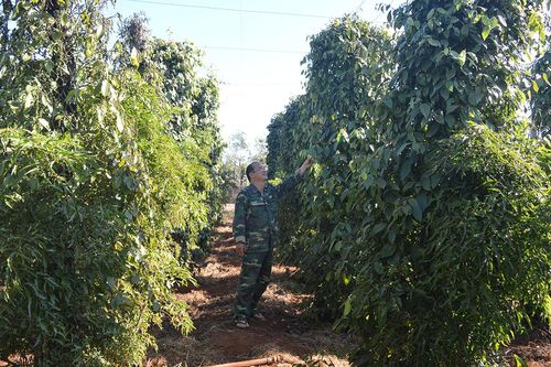 Chư Prông phát triển gắn với giảm nghèo bền vững