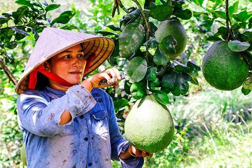 Hiệu quả từ đào tạo nghề cho nông dân