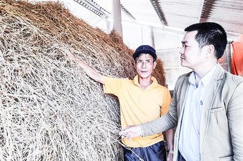 Khan hiếm nguồn thức ăn cho gia súc ở Triệu Phong