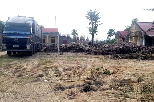 Liên kết sản xuất giữa nông dân và doanh nghiệp đã thực sự bền vững?