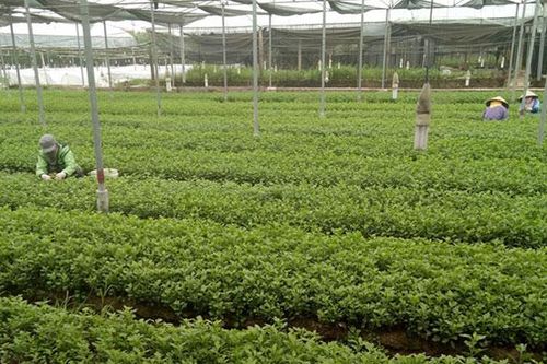 Phát triển chuỗi nông sản an toàn