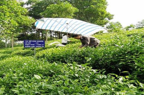 Năm 2021, diện tích cây lâu năm của Hà Nội đạt khoảng 24.850ha