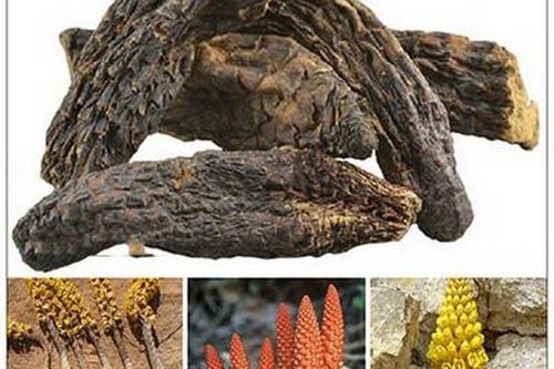 Một số món ăn bài thuốc cho phụ nữ hiếm muộn