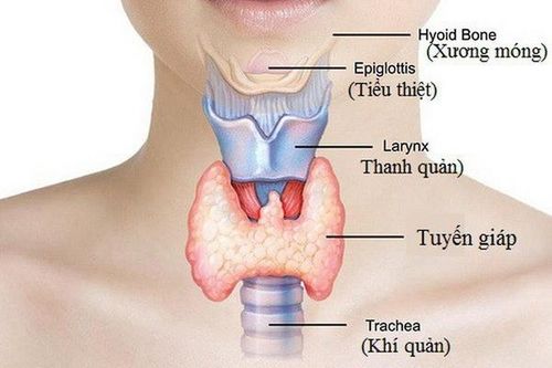 Bài thuốc hỗ trợ trị cường giáp