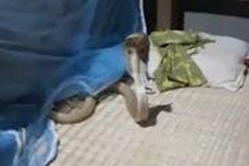 Rắn hổ mang chúa chui vào giường trong đêm
