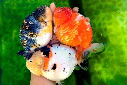 Trại cá vàng hơn 1 tỷ đồng trên sân thượng nhà dân ở TP.HCM