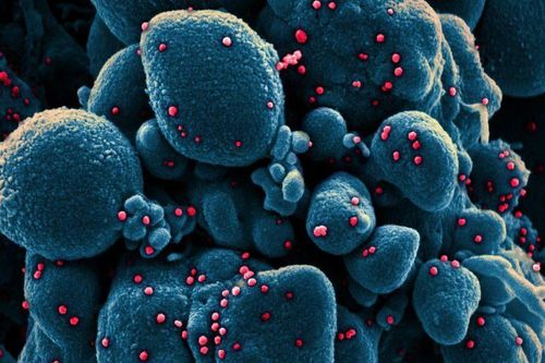 Phát hiện thêm 2 biến chủng mới của virus SARS-CoV-2