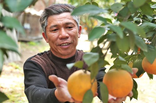 80.000 đồng một quả, cam Xã Đoài không đủ bán dịp Tết