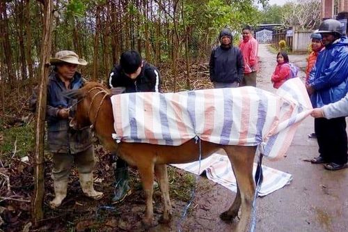 Lập đoàn kiểm tra sự việc hơn 900 gia súc chết vì mưa rét tại A Lưới