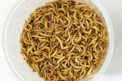 Châu Âu cấp chứng nhận cho thực phẩm làm từ côn trùng