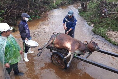 Hơn 900 gia súc ở huyện miền núi A Lưới bị chết do đói rét