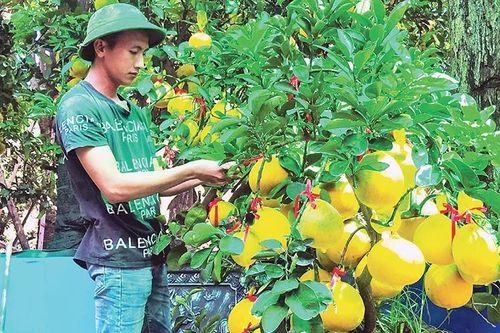 Nhộn nhịp thị trường cây kiểng, hoa Tết