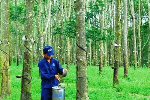 12 triệu cổ phiếu Cao-su Đồng Phú - Đắk Nông lên UPCoM ngày 20-1
