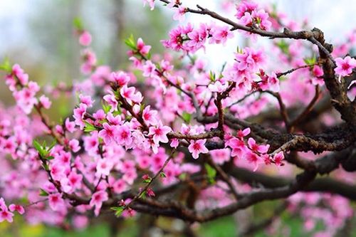 Đề nghị truy xuất nguồn gốc cây đào trên địa bàn tỉnh Sơn La